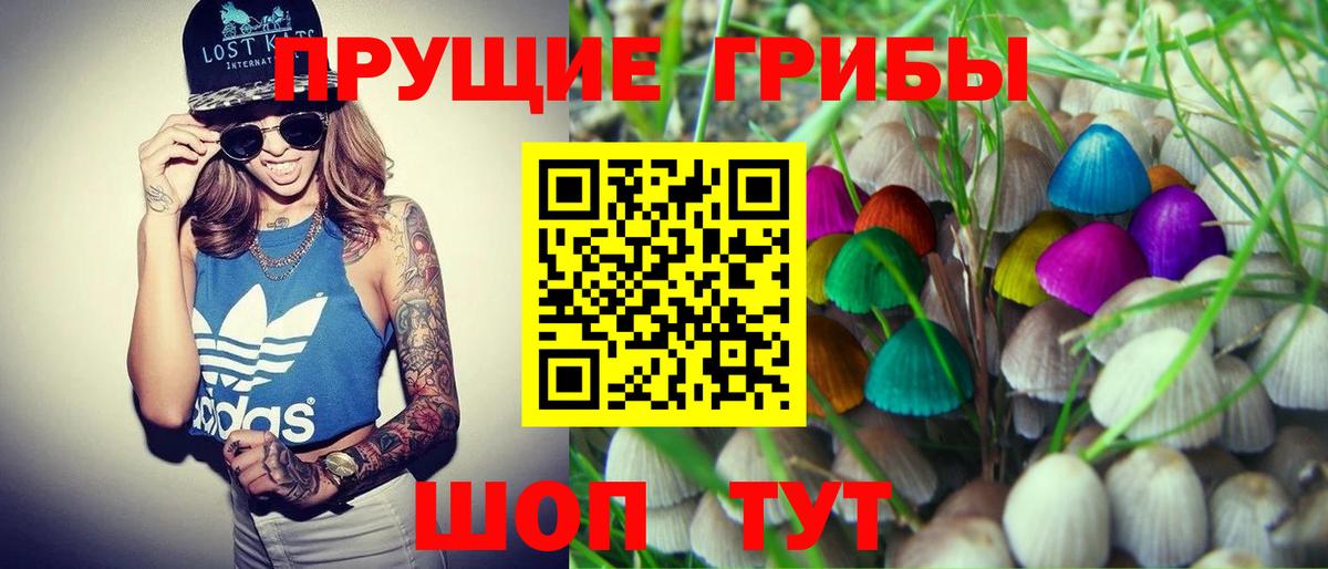 Псилоцибиновые грибы Psilocybe Сыктывкар